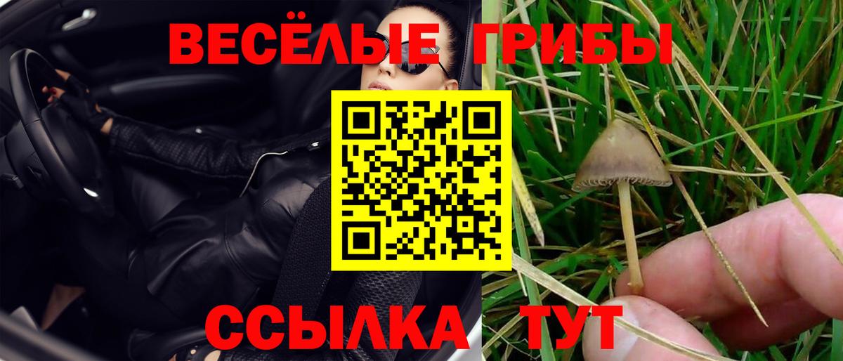 Галлюциногенные грибы Psilocybine cubensis Саров